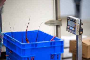 Bir balıkçı teknesini boşaltmak ve ıstakoz ağırlığında terazi kullanmak. Amerika 'da canlı ıstakoz yakalamak. Tazmanya Avustralya 'da kerevit avlıyorum. Yazın Çin 'de yeni yıla hazırım.