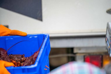 Balık ve kabuklu balık pazarı. Avustralya 'da deniz ürünleri