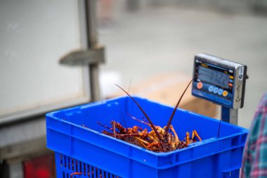 Bir balıkçı teknesini boşaltmak ve ıstakoz ağırlığında terazi kullanmak. Amerika 'da canlı ıstakoz yakalamak. Tazmanya Avustralya 'da kerevit avlıyorum. Yazın Çin 'de yeni yıla hazırım.