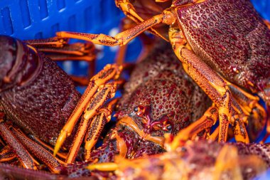 Amerika 'da canlı ıstakoz yakalamak. Tazmanya Avustralya 'da kerevit avlıyorum. Çin 'de yeni yıla hazır mısın?