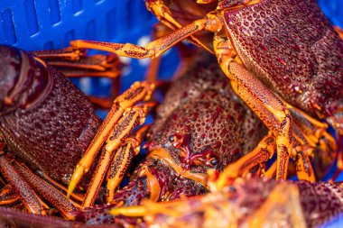 Balık ve kabuklu balık pazarı. Deniz ürünleri. Amerika 'da canlı ıstakoz yakalamak. Tazmanya Avustralya 'da kerevit avlıyorum. Çin 'in yeni yılına hazırım. 