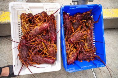 Balık ve kabuklu balık pazarı. Deniz ürünleri. Amerika 'da canlı ıstakoz yakalamak. Tazmanya Avustralya 'da kerevit avlıyorum. Çin 'in yeni yılına hazırım. 