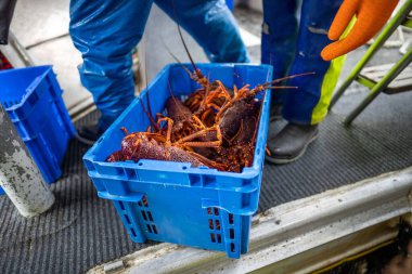 Avustralya 'da Amerika' da bir ıstakoz balıkçı teknesinde çalışıyorum.