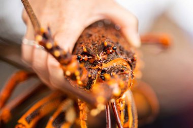 Amerika 'da Istakoz Yakala' nın kapanışı. Tazmanya Avustralya 'da ıstakoz. Baharda Çin 'in yeni yılına hazırım.