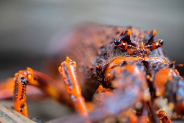 Amerika 'da canlı ıstakoz yakalamak. Tazmanya Avustralya 'da kerevit avlıyorum. Çin Yeni Yılı için hazır Yakın çekim