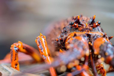 Amerika 'da Istakoz Yakala' nın kapanışı. Tazmanya Avustralya 'da ıstakoz. Baharda Çin 'in yeni yılına hazırım.