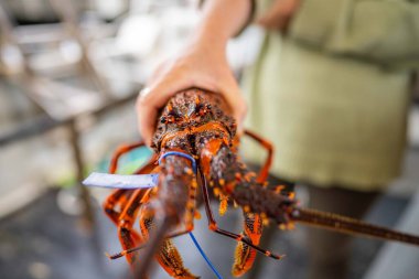 Avustralya 'da canlı kaya ıstakozu. Avustralya 'da ıstakoz tencerelerine yakalanan bir teknede kerevit.