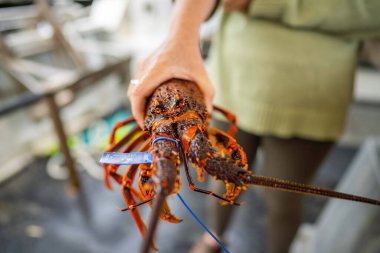 Avustralya 'da canlı kaya ıstakozu. Avustralya 'da ıstakoz tencerelerine yakalanan bir teknede kerevit.
