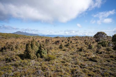 Hiking in the outback in the bush in australia. Girl walking in the forest in the great outdoors. in america national park