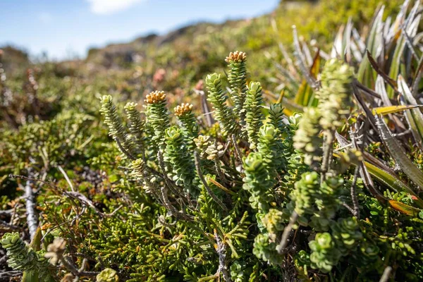 native plants growing on a mountain in tasmania australia in summer