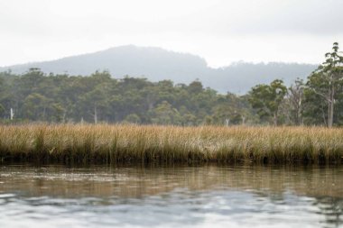 Kayaking on the river at sunset in summer in Australia 