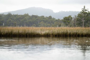 Kayaking on the river at sunset in summer in Australia 