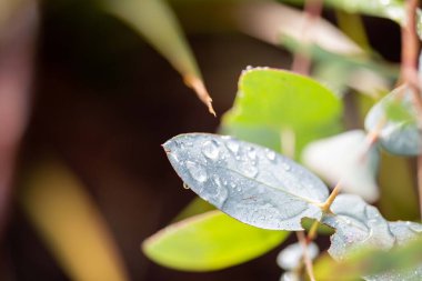 Yeşil bir yaprağa yaklaş