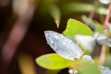 yeşil yapraklar, bitkiler ve yapraklar