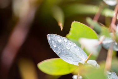 yeşil yapraklar, bitkiler ve yapraklar