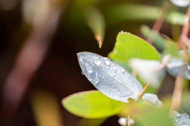 yeşil yapraklar, bitkiler ve yapraklar