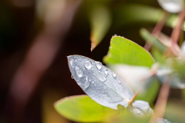 yeşil yapraklar, bitkiler ve yapraklar