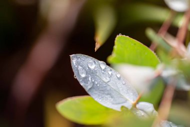 Yeşil bir yaprağa çiy damlası düşer.