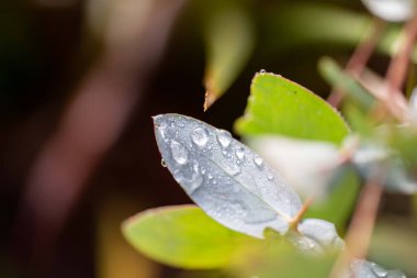 Yaprağa çiy damlaları düşer.