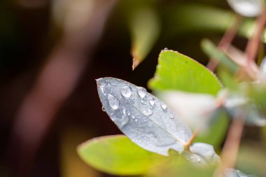 yeşil yapraklar, bitkiler ve yapraklar
