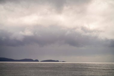 native coastal plants in tasmania australia in summer