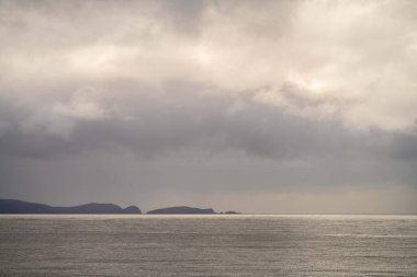 native coastal plants in tasmania australia in summer
