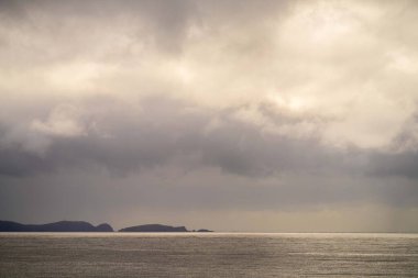 native coastal plants in tasmania australia in summer