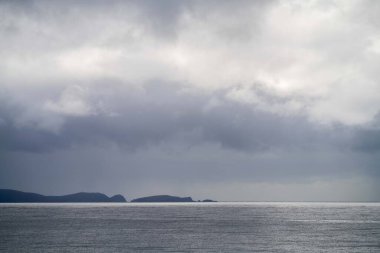 native coastal plants in tasmania australia in summer