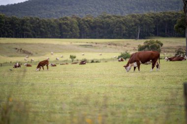 cows grazing in a meadow in australia in summer