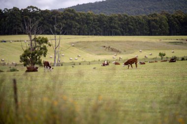 cows grazing in a meadow in australia in summer