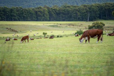 cows grazing in a meadow in australia in summer