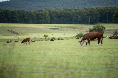 cows grazing in a meadow in australia in summer
