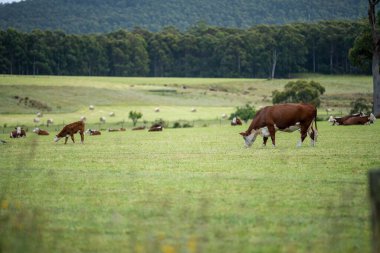 cows grazing in a meadow in australia in summer