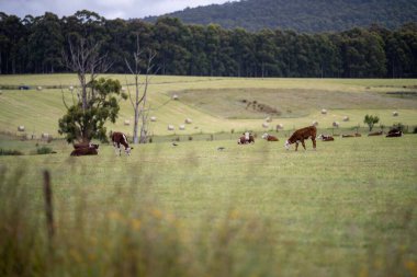 cows grazing in a meadow in australia in summer