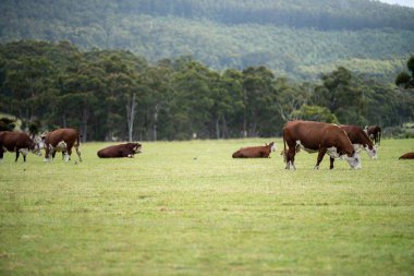 cows grazing in a meadow in australia in summer