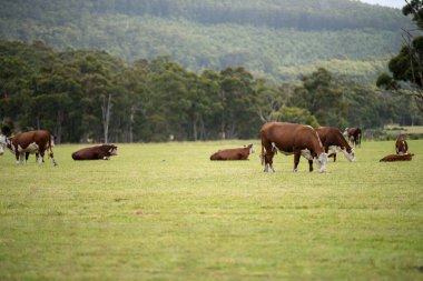 cows grazing in a meadow in australia in summer