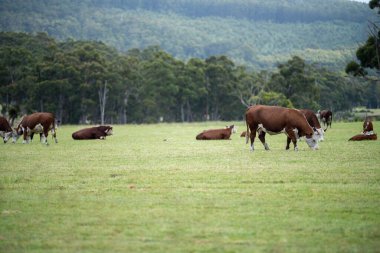 cows grazing in a meadow in australia in summer