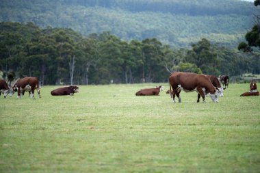cows grazing in a meadow in australia in summer