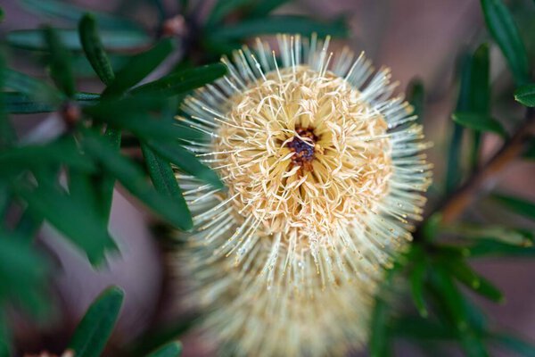 native coastal plants in tasmania australia in summer
