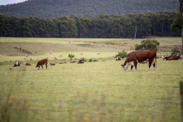 cows grazing in a meadow in australia in summer