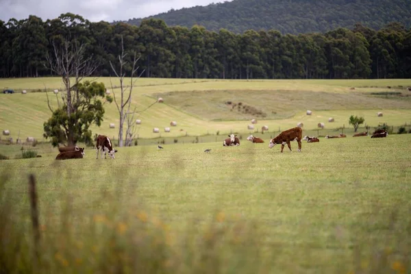 cows grazing in a meadow in australia in summer