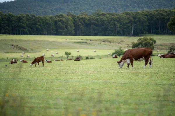 cows grazing in a meadow in australia in summer