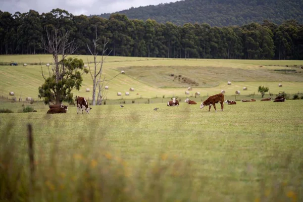 cows grazing in a meadow in australia in summer