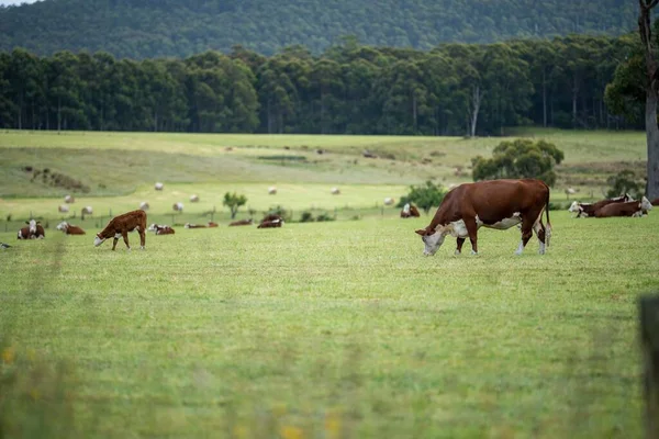 cows grazing in a meadow in australia in summer