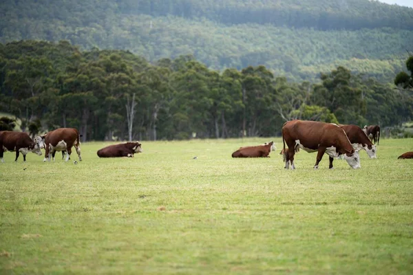 cows grazing in a meadow in australia in summer