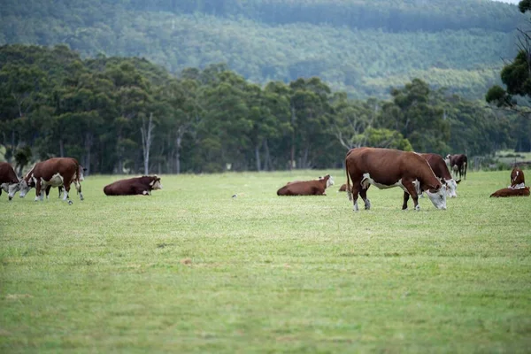 cows grazing in a meadow in australia in summer
