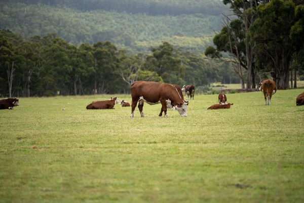 cows grazing in a meadow in australia in summer