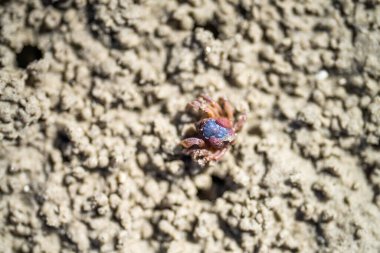 Tasmanian burrowing Southern Soldier crab on a beach close up in australia in summer