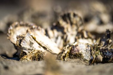 oysters on the beach. growing oyster on a sand beach in tasmania australia in summer