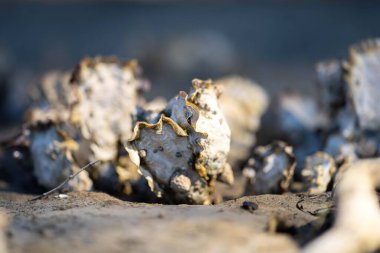 oysters on the beach. growing oyster on a sand beach in tasmania australia in summer